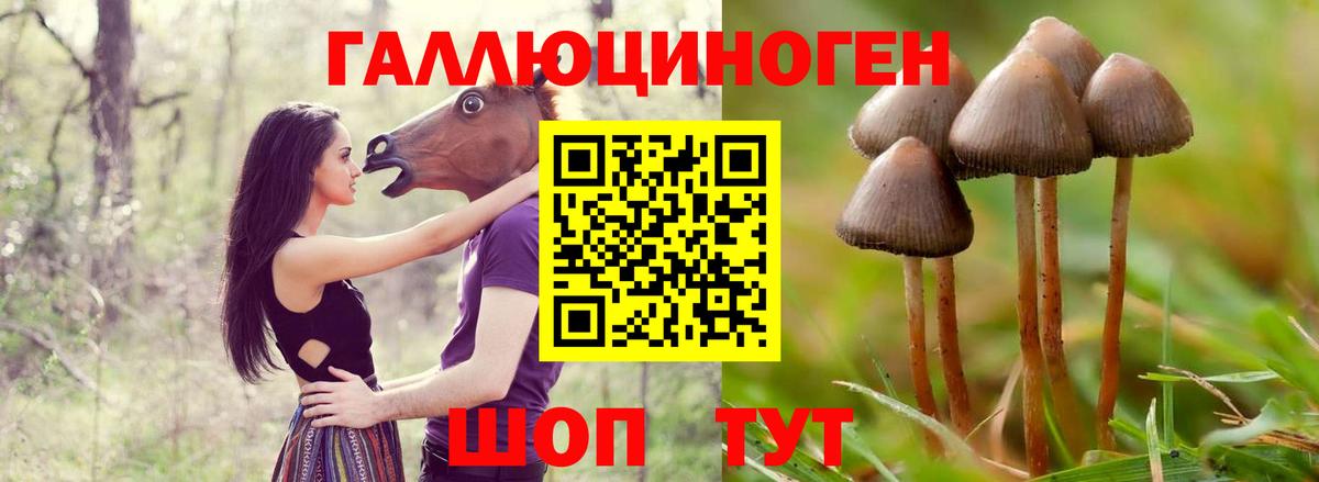 Псилоцибиновые грибы Psilocybe Ангарск
